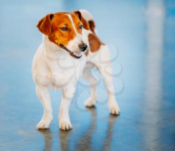 White Dog jack russel terrier on blue floor indoors