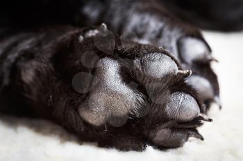 Dog labrador paw with pads on a light carpet. Black labrador puppy sleeping in her bed