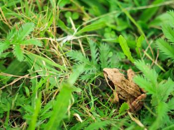 Frog Peeking Out From Behind The Grass