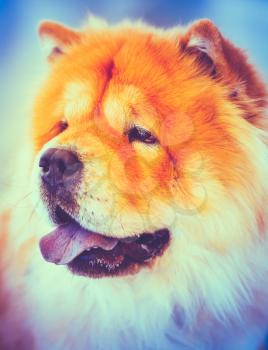 Red Chines Chow Chow Dog Close Up Portrait. Toned Like Instant Photo