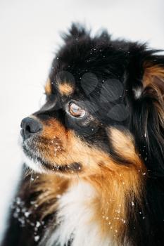 Black And Brown Colors Pekingese Pekinese Peke Whelp Puppy Dog Close Portrait