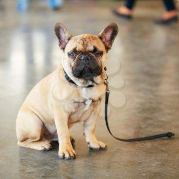 Lost Sad Dog French Bulldog Sitting On Gray Floor
