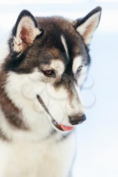 Gray Adult Siberian Husky Dog (Sibirsky Husky) Close Up Portrait