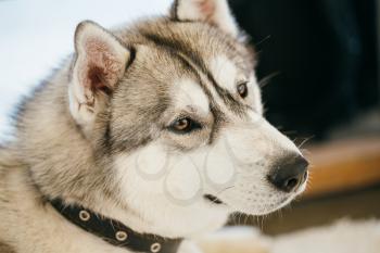 Gray Adult Siberian Husky Dog (Sibirsky husky) close up portrait