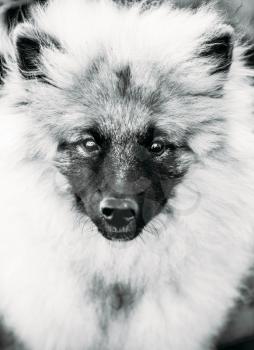 Gray Keeshound, Keeshond, Keeshonden Dog (German Spitz) Wolfspitz Close Up Black And White Portrait