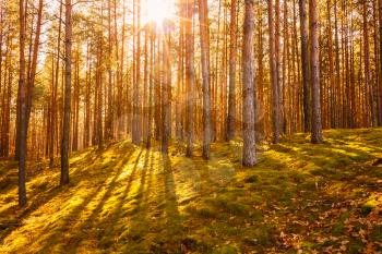 Sunbeams pour through trees in sunny autumn forest. Russian nature