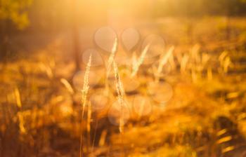 Dry Red Grass Field In Sunset Sunlight. Beautiful Yellow Sunrise Light Over Meadow. Summer In Russia