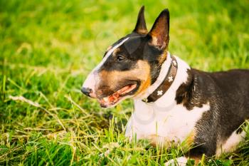 Close Up Pet Bullterrier Dog Portrait At Green Grass