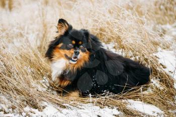 Black And Brown Colors Pekingese Pekinese Peke Whelp Puppy Dog Sitting On Dry Grass, Winter Season