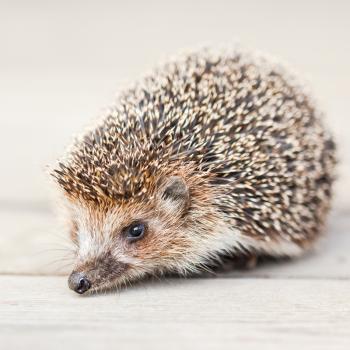 Hedgehog On Wooden Floor