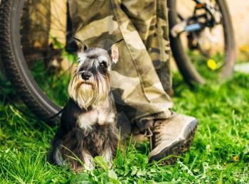 Small Miniature Schnauzer Dog (Zwergschnauzer) sitting In Green Grass Outdoor. Adult black-and-silver with natural ears, the long eyebrows and full beard.
