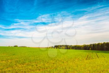 Sunset, Sunrise, Sun Over Rural Countryside Wheat Field. Spring Time. Toned Photo