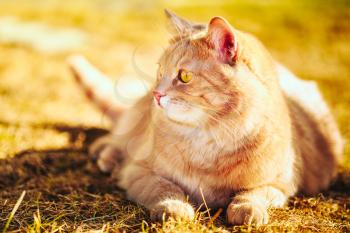 Red cat sitting on green spring grass. Outdoor summer day portrait