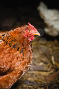 Hens With Focus On Middle Brown Hen