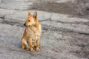 Red Dog Sitting On The Road