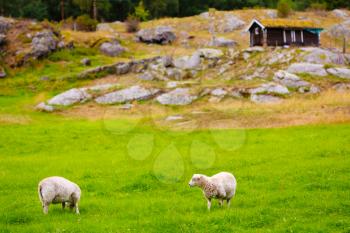 Sheeps In Meadow , Norwegian Mountains