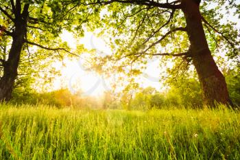Summer sunny forest old oak trees. Nature green wood sunlight backgrounds.
