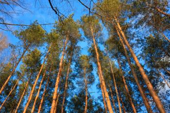 Looking Up In Spring Pine Forest Tree To The Canopy.  Under Blue Sky. Bottom View Wide Angle Background