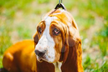 White And Brown Basset Hound Dog Close Up Portrait