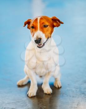 White Dog Jack Russel Terrier On Blue Floor Indoors