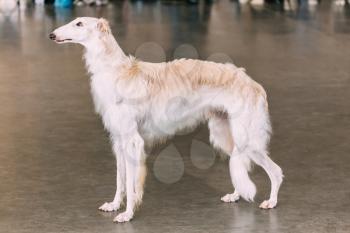 White Dog Russian Borzoi Wolfhound On Gray Floor Indoors