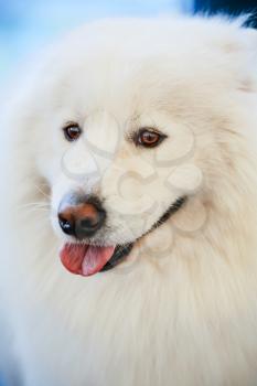 White Samoyed Dog Close Up Portrait
