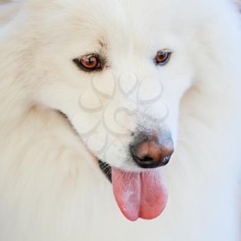 White Samoyed dog close up portrait