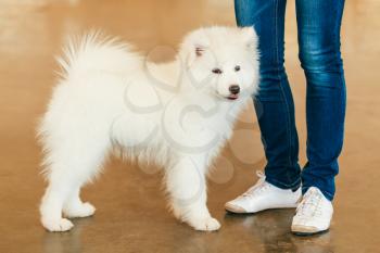 White Samoyed Dog Puppy