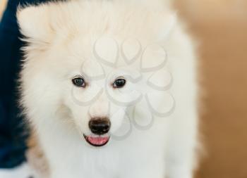 White Samoyed Dog Puppy Close Up Portrait