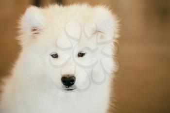 White Samoyed Dog Puppy Whelp Close Up Portrait