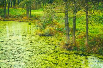 Green Wild Bog Swamp. Russian Nature In Autumn