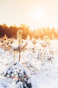 Landscape With Winter Forest And Bright Sunbeams. Sunrise, Sunset In Cold Snowy Forest
