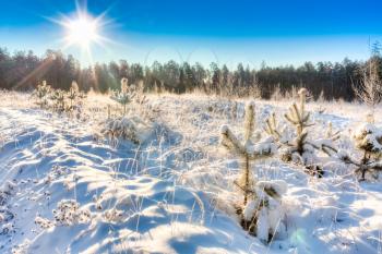 Landscape With Winter Pine Forest And Bright Sunbeams. Sunrise, Sunset In Cold Snowy Forest