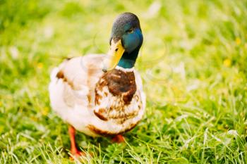 The Duck Male On Green Grass