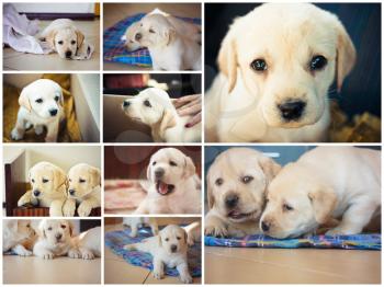 White Retriever Puppy Of 7 weeks Old. Set, Collage