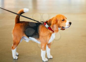 Young, Beautiful, Brown And White Beagle Dog Puppy Standing On Dog On Leash Indoor