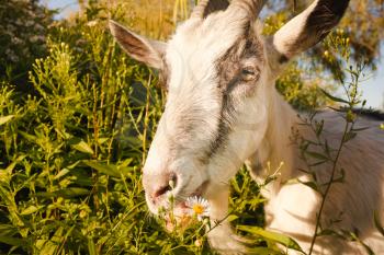 Goat Eating A Camomiles On A Green Meadow