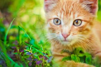 Young Kitten In Grass Outdoor Shot At Sunny Day