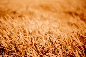 Yellow Wheat Ears Field Background. Rich Harvest Wheat Field, Fresh Crop Of Wheat Ears.