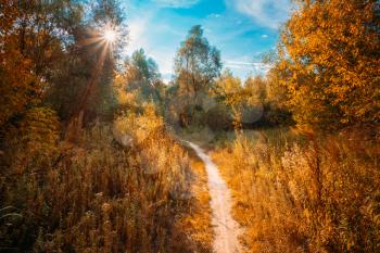 Road, Path, Way, Lane, Pathway In Beautiful Autumn Forest. Sun Shining Through Canopy Of Trees Woods. Sunlight In Deciduous Forest, Autumn Nature