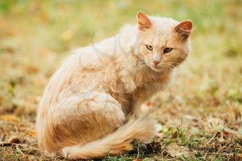 Beige Peachy Mixed Breed Domestic Adult Cat, Lazy Looking Aside, Tucked Paws On The Yellowed Grass. Copyspace.