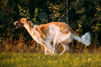 Russian Dog, Borzoi Fast Running In Summer Sunset Sunrise Meadow Or Field