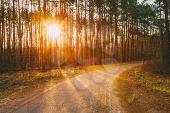 Road, Path, Walkway Through Forest. Sunset Sunrise In Autumn Coniferous Forest Trees. Nature Woods. Sunlight Through Woods