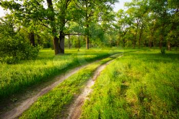 Country road, path, way, lane in beautiful summer green forest