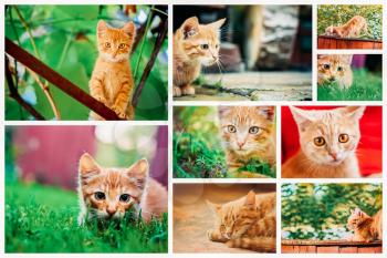 Peaceful Orange Red Tabby Male Kitten. Set Collage, Background