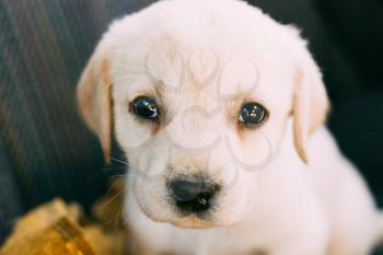Close Up Young White Labrador Dog Puppy.