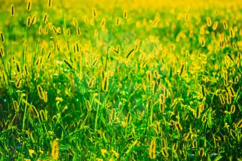 Fresh Green AND Yellow Colors Summer Grass Meadow Close-Up With Bright Sunlight. Sunny Spring Background