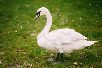 White wild swan bird on green grass. Summer