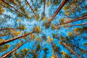 Looking Up In Spring Pine Forest Tree To Canopy. Bottom View Wide Angle Background
