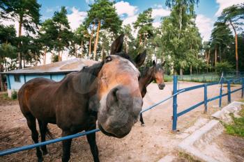 Funny Brown Horse Photographed A Wide Angle Lens